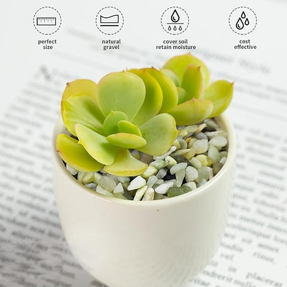 5 lbs Jade Pebbles for Indoor Plants,1/4 inch Polished Gravel Rocks for Plants, Succulents, Cactus, Vases, Terrarium and Outdoor Gardening