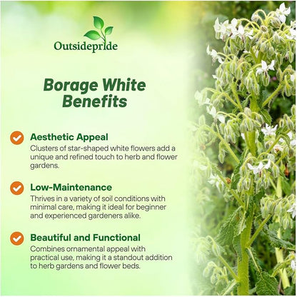Outsidepride White Borage Seeds for Planting – 1000 Pcs. Annual, Drought-Tolerant Herb Seeds with Star-Shaped Blooms, Attracts Bees for Pollinator Gardens, Summer Teas, Decoration & Culinary Use