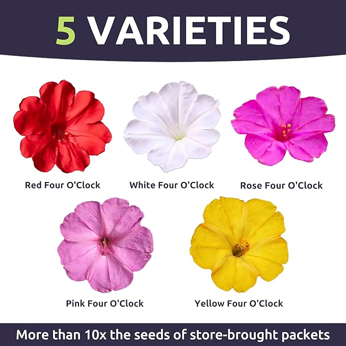 Four O'Clock Mixed Colors Blend - Large 1 Ounce Packet - 300 Flower Seeds for Planting - Mirabilis Jalapa