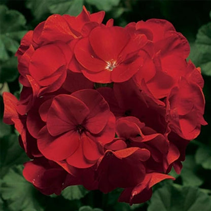 Pinto Premium Series Geranium Deep Red ~ 50 Seeds – Pelargonium x hortorum | 12-18" Upright Plants, 4-5" Blooms | Annual or Perennial | Heat & Drought Tolerant | Mixed Colors | Non-GMO