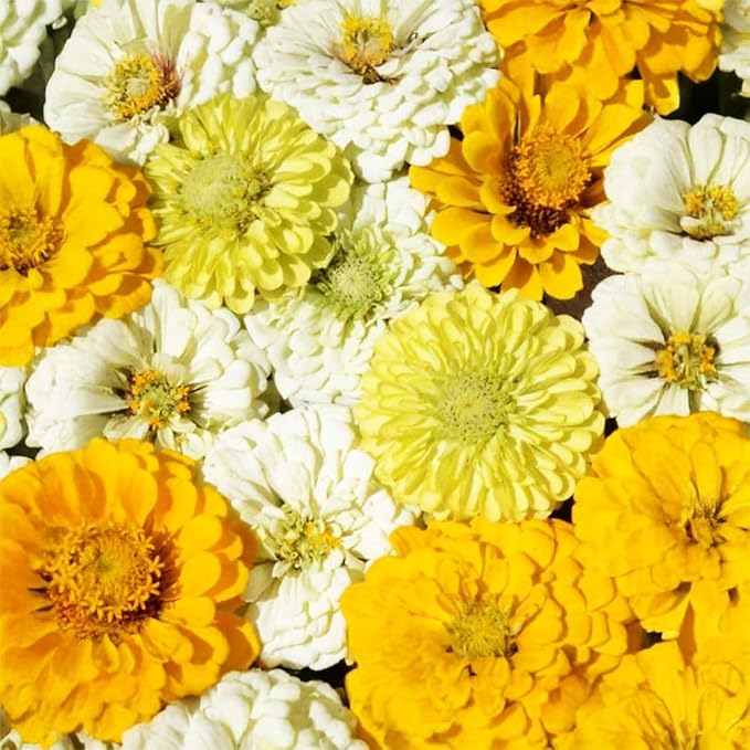 Yellow Zinnia Seeds - 100 Heirloom Seeds for Planting Zinnia elegans - Grow Annual Open Pollinated Flowers for a Butterfly Garden