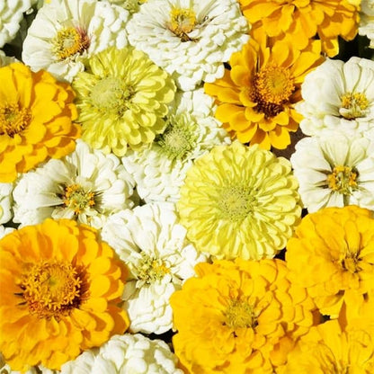 Yellow Zinnia Seeds - 100 Heirloom Seeds for Planting Zinnia elegans - Grow Annual Open Pollinated Flowers for a Butterfly Garden