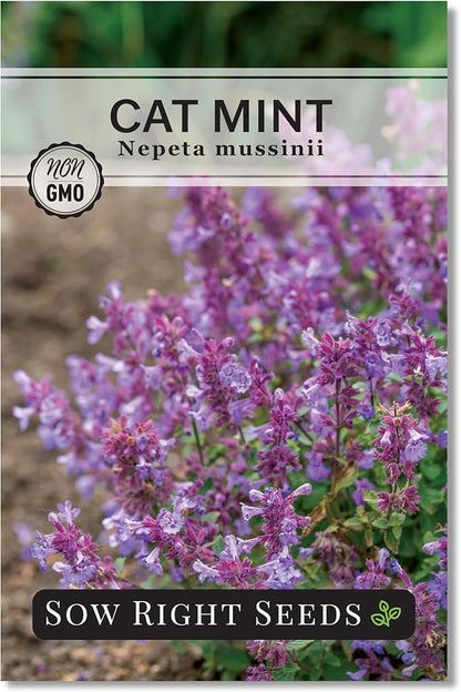 Sow Right Seeds - Catmint Seeds for Planting - Perennial Cat Mint Plant - Easy to Grow Nepeta for Attractive Garden - Ideal for Pollinators - Heirloom Non-GMO Variety - Indoor or Outdoor Growing (1)