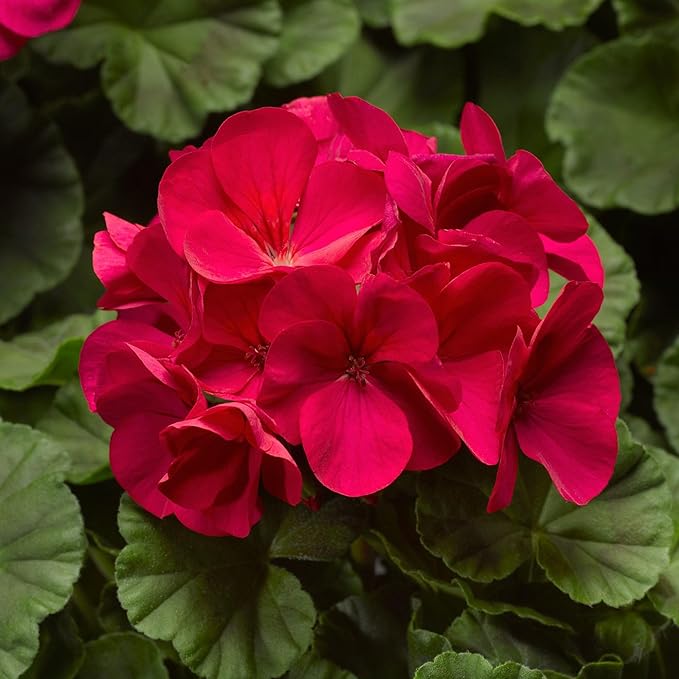 Pinto Premium Series Geranium Violet ~ 10 Seeds – Pelargonium x hortorum | 12-18" Upright Plants, 4-5" Blooms | Annual or Perennial | Heat & Drought Tolerant | Mixed Colors | Non-GMO