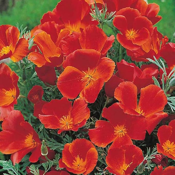 California Poppy Seeds, Red Chief Eschscholzia - Large Pack of 20,000 Seeds by Seeds2Go