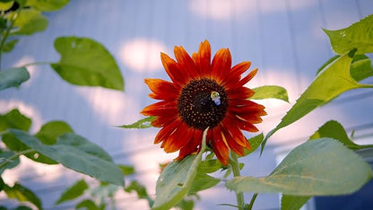 Sereniseed Sunflower Seeds Collection (10-Pack) – 100% Non GMO, Open Pollinated – Grow Guide