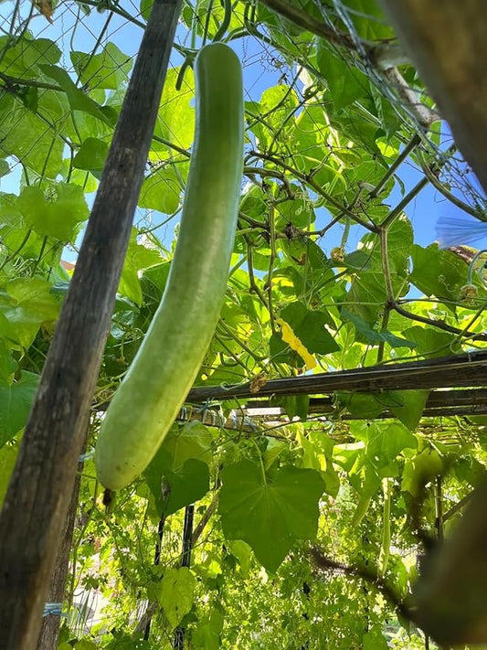 15+ Long Bottle Gourd Seeds Calabash Gourd Gourds Non-GMO Edible Asian Indian Vegetable Squash Dudi Calabash Long Melon Climbing Vine