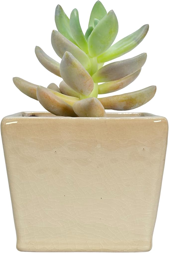 Admired by Nature 4" Ceramic Flower Planter Pot - for Home Decor, Indoor Gardens, Succulents, Organization, Display, Storage - Small White