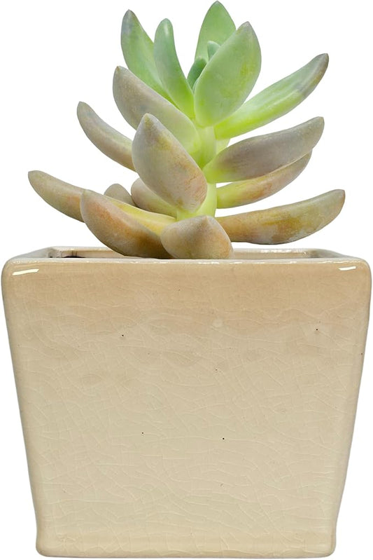 Admired by Nature 4" Ceramic Flower Planter Pot - for Home Decor, Indoor Gardens, Succulents, Organization, Display, Storage - Small White