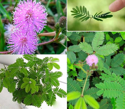 50+ Sensitive Plant Seeds Mimosa Touch Me Not Flowers Planting