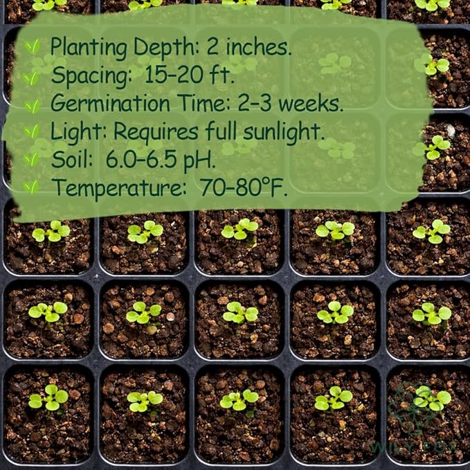 Persimmon Seeds for Planting – 35+ Heirloom Persimmon Tree Seeds for Home Garden, Fruit Tree Seeds for Backyard Orchard
