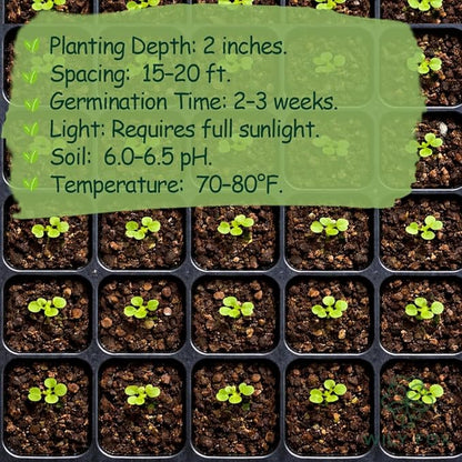 Persimmon Seeds for Planting – 35+ Heirloom Persimmon Tree Seeds for Home Garden, Fruit Tree Seeds for Backyard Orchard
