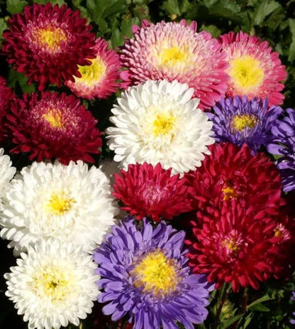 200+ Perennial Aster Flower Seeds for Planting Outdoors-Rainbow Flower Garden Home Fragrant Butterfly