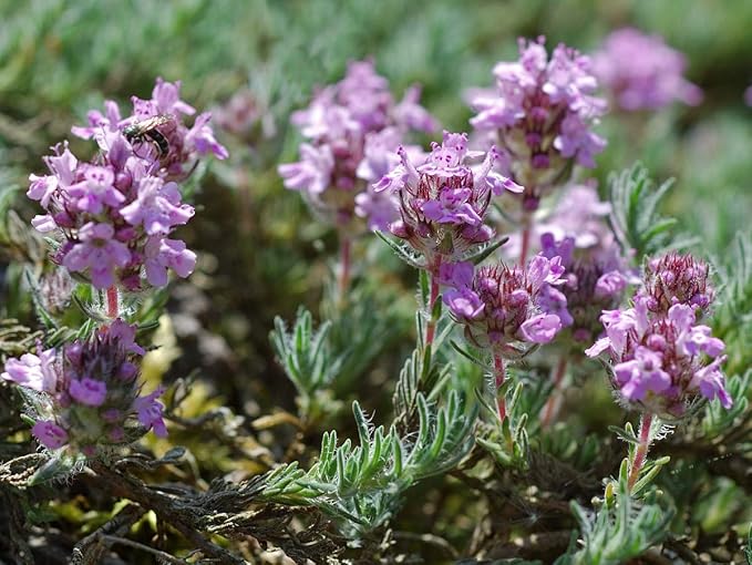 Seeds Common English Thyme Herbs for Planting Non GMO 500 Seeds