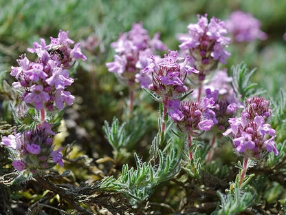 Seeds Common English Thyme Herbs for Planting Non GMO 500 Seeds