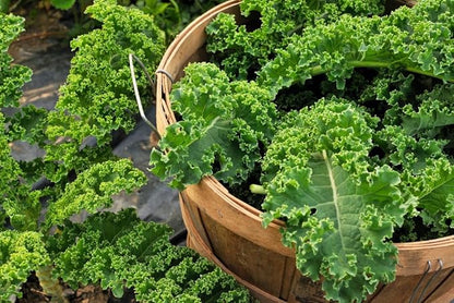 Seeds Dinosaur Kale Bush Cabbage Curly Scotch Giant Heirloom Vegetable Non GMO for Planting