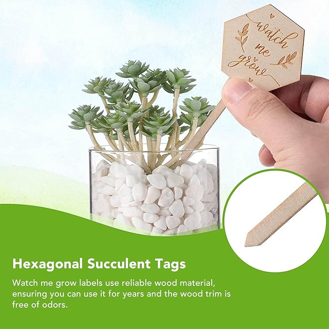 Watch Me Grow Succulent Tags, Wooden Plants Labels Thank You for Helping Me Grow Garden Marker Hexagon Planter Sign Decorations Gift for Greenhouse Potted Vegetable Seedling Baby Shower 36Pcs
