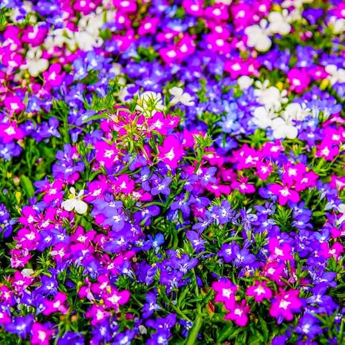 5200+ Perennial Mixed Lobelia Seeds for Planting-Non-GMO Heirloom Lobelia Ground Cover Flowers Great for Hanging Baskets, Pots and Containers