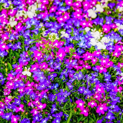 5200+ Perennial Mixed Lobelia Seeds for Planting-Non-GMO Heirloom Lobelia Ground Cover Flowers Great for Hanging Baskets, Pots and Containers