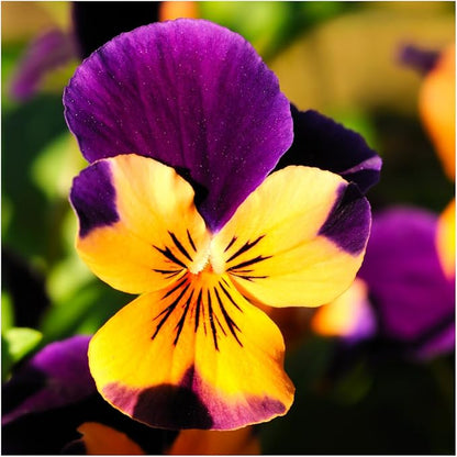 Seed Needs Edible Wildflower Seed Packet Collection (7 Varieties of Flower Seed for Planting) Non-GMO Heirloom & Untreated - Includes Viola, Pansies, Chives, Borage, Calendula, Nasturtium & Bee Balm