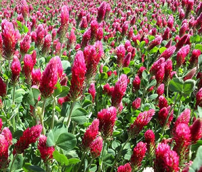 Crimson Clover Seeds, Premium Cover Crop Seeds, 1 Pound Pack from Seeds2Go