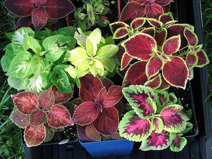 Seeds Coleus Exotic Mix/Perennial Flowers