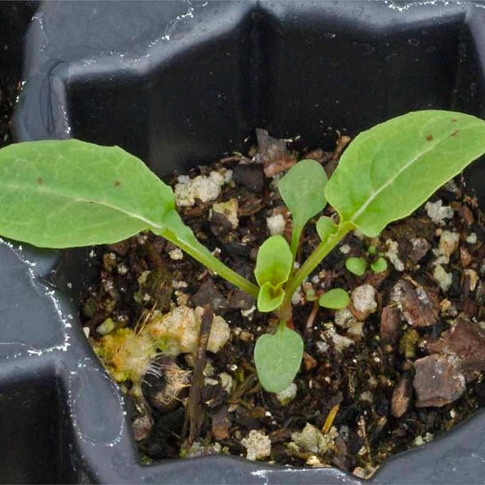 Seed Needs Showy Evening Primrose Seeds for Planting - Heirloom & Open Pollinated Perennial Flower Seed to Plant a Butterfly Garden (5 Packs)