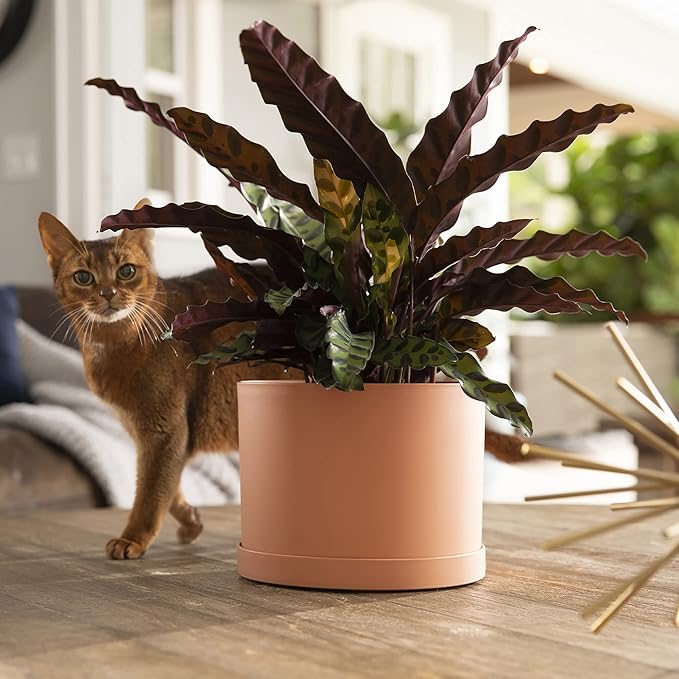 Bloem Mathers 8" Muted Terra Cotta Round Modern Resin Garden Planter Pot with Drainage Holes and Removable Saucer Tray Included