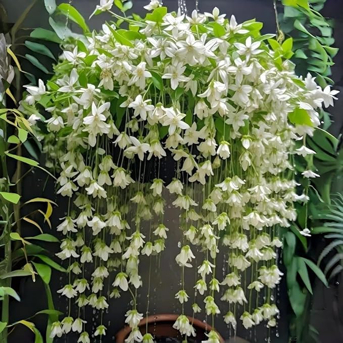 Weeping Jasmine Seeds (300 PCS) – Fragrant Cascading White Flowers, Climbing & Trailing Ornamental Vine, Non-GMO Flower Seeds for Garden, Balcony & Pergola Planting
