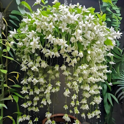 Weeping Jasmine Seeds (300 PCS) – Fragrant Cascading White Flowers, Climbing & Trailing Ornamental Vine, Non-GMO Flower Seeds for Garden, Balcony & Pergola Planting