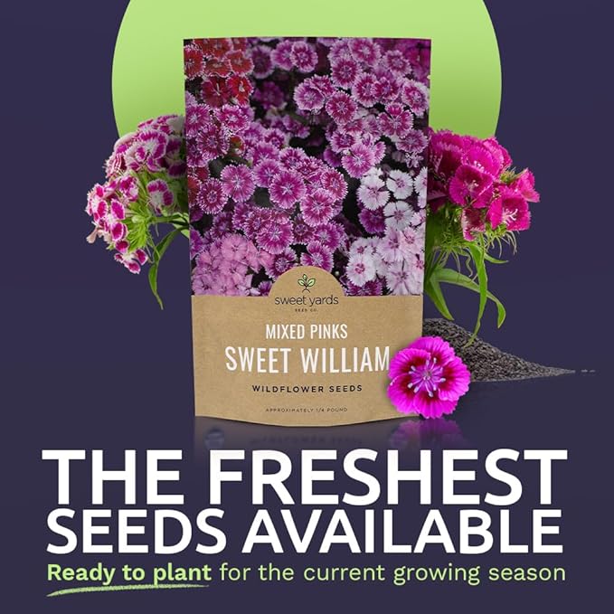 Sweet William Seeds – Mixed Pink Colors – Extra Large Packet – Over 120,000 Open Pollinated Non-GMO Flower Seeds – Dianthus barbatus