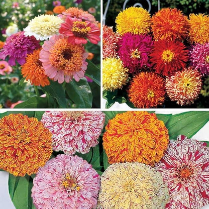 Park Seed Sow Effortless Collection Seed Tape – Zinnia Collection, 15 Feet – Easy DIY Planting, Fancy Double Blooms, Colorful Cut-and-Come-Again Annuals for Garden Beds & Bouquets, No Thinning Needed