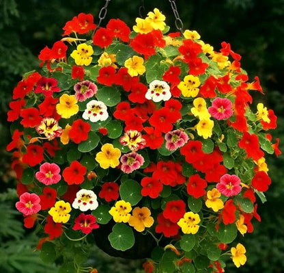 Nasturtium Seeds Dwarf Tall Trailing Mix – 50+ Edible Flower Seeds for Planting Outdoors – Fast Germination, Low-Maintenance Climbing