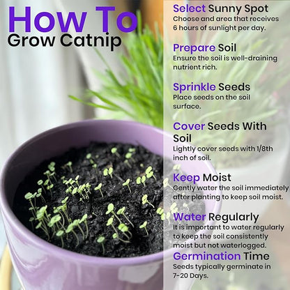 NatureZ Edge Catnip Seeds for Planting, 6.5 Grams, 11,000+ Herb Seeds, Indoor or Outdoor Growing, Your Cat Will Love Them, Non-GMO