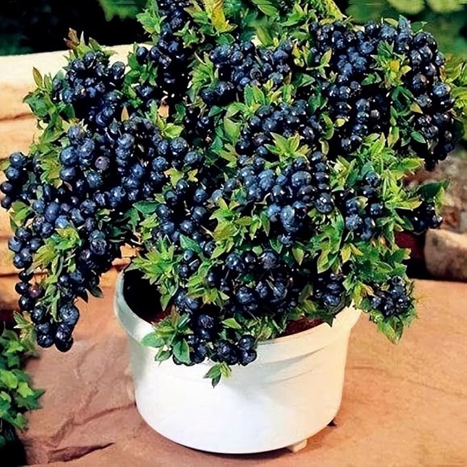 Fruit Seeds Variety Pack 1500pcs 6 Types – High Yield – 400pcs Strawberry, 200pcs Blueberry, 300pcs Raspberry, 300pcs Mulberry, 200pcs Cranberry,20 Cherry