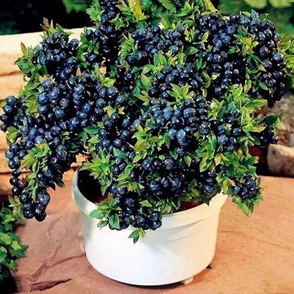 Fruit Seeds Variety Pack 1500pcs 6 Types – High Yield – 400pcs Strawberry, 200pcs Blueberry, 300pcs Raspberry, 300pcs Mulberry, 200pcs Cranberry,20 Cherry