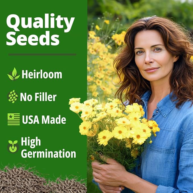 HOME GROWN Cosmos Seeds Dwarf Lemon – 300 Dwarf Cosmos Flower Seeds for Planting, Compact Yellow Blooms, Heat Tolerant Annual for Outdoor Gardens (.2g) – Cosmos sulphureus ‘Dwarf Lemon’