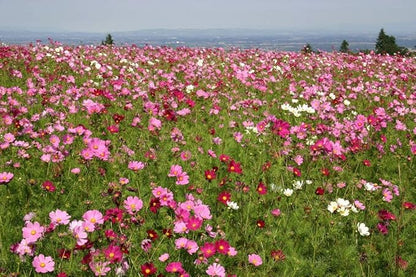 2000 Sensation Mix Cosmos Bipinnatus Seeds, by Seeds2Go