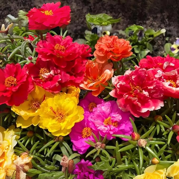 200+ Happy Hour Moss Rose Seeds Double Mix Color Flowers Garden Planting