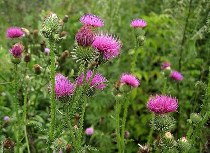 Seeds Milk Thistle/Blessed Milkthistle/Purple Blessed/Non GMO/Heirloom