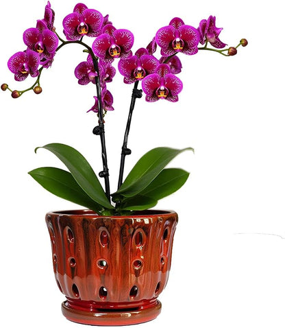 Ceramic Orchid Pot with Attached Saucer and Drainage Hole 6'' Orchid Planter (Red)