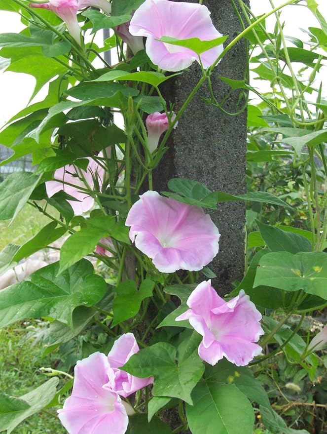 Mixed Japanese Morning Glory Seeds Flowers Ipomoea Nil Flower Vine Beautiful Perennial Climbing Flowers for Your Garde 80pcs