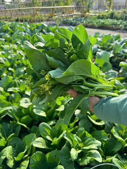 4000 Organic Choy Sum Seeds – Cải Ngồng – Yu Choy – Flowering Chinese Cabbage Seeds – Non-GMO, Heirloom, Made in USA - 99% Germination Rate, Vegetable for Yard & Garden Planting