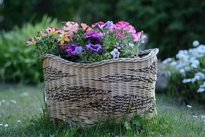 300+ Petunia Balcony Mix Flower Seeds Dwarf Petunia Container Plant Fragrant Colorful Grandiflora Flowers Plant for Garden