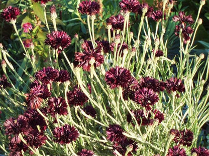 TomorrowSeeds - Black Ball Bachelor Button Seeds - 1000+ Count - for 2026 Planting Centaurea Cyanus Dark Purple Cornflower Edible USA Garden Corn Flower Grow Your Own Home Farm Patio Healthy