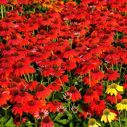 200+ Red Coneflower Seeds – Non-GMO, Open Pollinated Echinacea Purpurea – Perennial Medicinal Flower Seed for Garden, Herbal Tea, and Pollinators – High Germination Rate