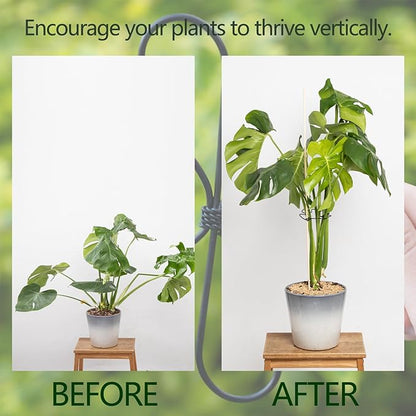 Monstera Plant Stem Support Set of 5 - Durable Stabilizers for Monstera and Climbing Plants - Ideal for Plant Lovers and Garden Care