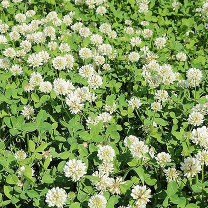 Outsidepride Perennial White Ladino Clover Seed - 5 lbs. Nitrocoated, Inoculated Bulk Clover Seeds, Ideal for Pasture, Forage, Food Plots & Wildlife Ground Cover for Continuous & Rotational Grazing