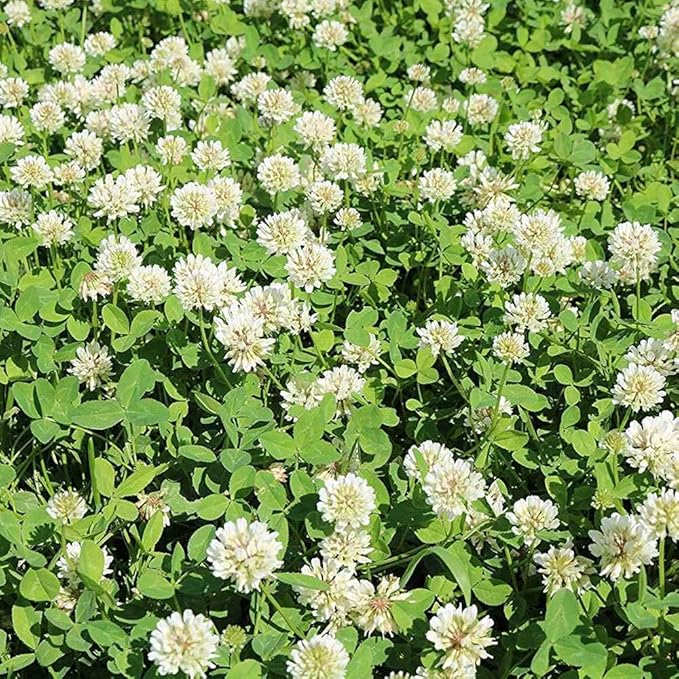Outsidepride Perennial White Ladino Clover Seed - 40 lbs. Nitrocoated, Inoculated Bulk Clover Seeds, Ideal for Pasture, Forage, Food Plots & Wildlife Ground Cover for Continuous & Rotational Grazing