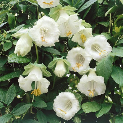 Outsidepride White Cobea Cup and Saucer Vine Seeds - 200 Pcs Perennial Climbing Vine Flower Seeds with Lush Foliage & Large Flowers That Attract Pollinators, for Fences, Trellises, or Walls